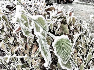 Der Jänner: Schneemonat, Hartung, drei Madln und Buam Naturwunderweiss 018 300x224 - Der Jänner: Schneemonat, Hartung, drei Madln und Buam