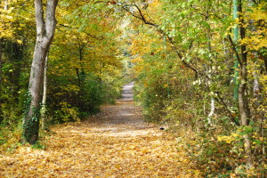 Der September: Scheiding, Erntedank und Almabtrieb DSC 2583 300x200 - Der September: Scheiding, Erntedank und Almabtrieb