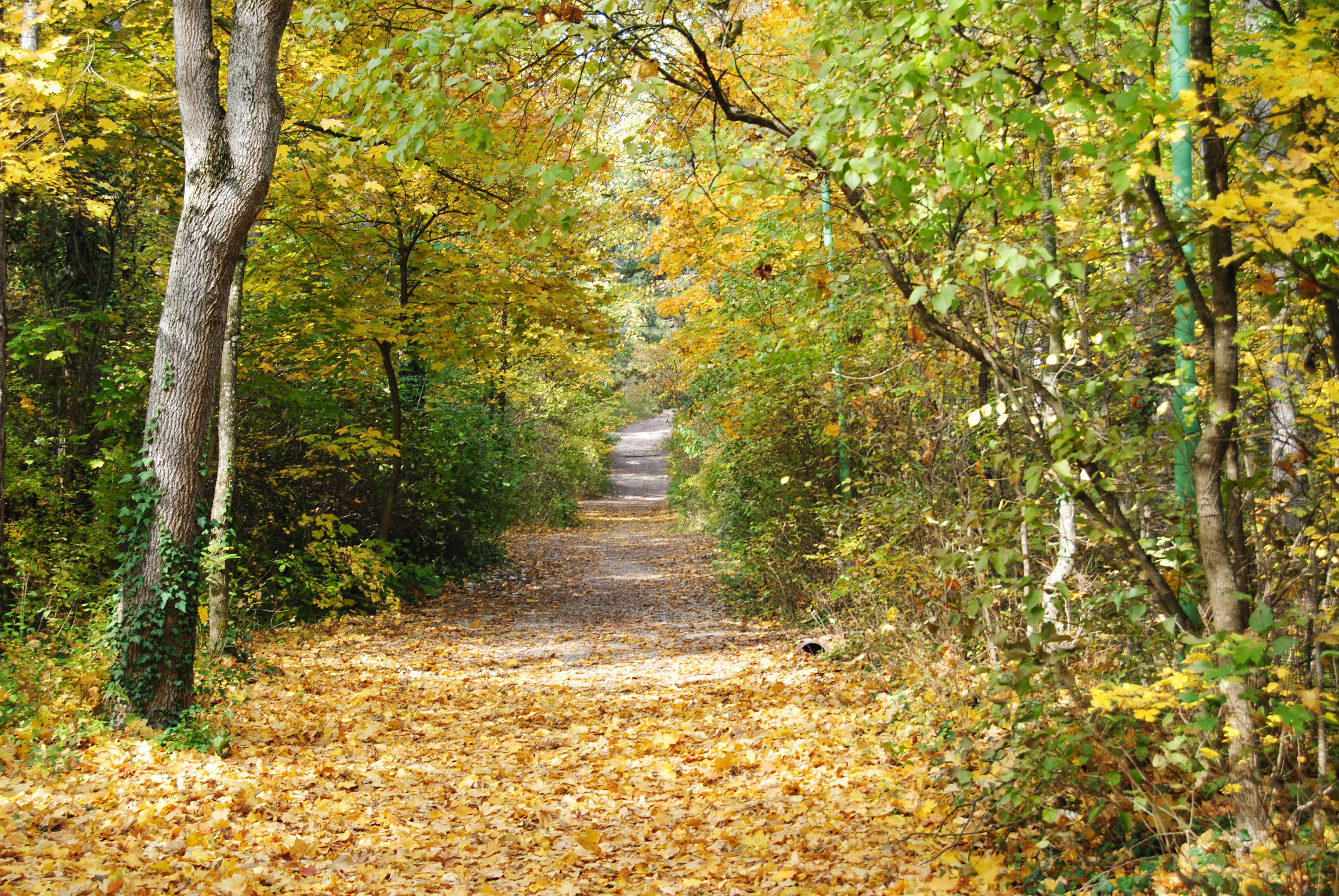 Der September: Scheiding, Erntedank und Almabtrieb DSC 2583 - Der September: Scheiding, Erntedank und Almabtrieb