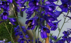BieneRittersporn 300x184 - Die heiligen Tage der Sommermonate: Feiertage im Mai und Juni