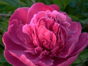 Die heiligen Tage der Sommermonate: Feiertage im Mai und Juni pfingstrose pixabay 300x225 - Die heiligen Tage der Sommermonate: Feiertage im Mai und Juni
