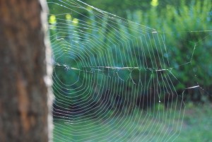 Spinnennetz 300x201 - Der September: Scheiding, Erntedank und Almabtrieb
