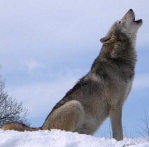 wolf-590756_640