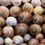 snail shells 65358 640 150x150 - Die richtige Richtung im Jahreskreis: dreht er sich im oder entgegen dem Uhrzeigersinn?
