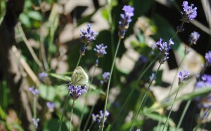 Der Juli: Heuert, bärig und sehr heiss Lavendel Schmetterling 300x187 - Der Juli: Heuert, bärig und sehr heiss