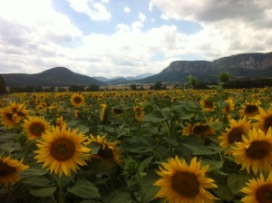 Der August: Sichelmond, mit Sternschnuppen und Himmelfahrt sonnenblumenfeld3 300x224 - Der August: Sichelmond, mit Sternschnuppen und Himmelfahrt