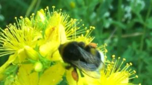 Sommersonnenwende ... was tun? sonnenwende 2017 006 300x169 - Sommersonnenwende ... was tun?