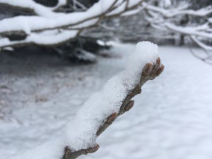 Februargedanken Knospe Winter 300x225 - Februargedanken