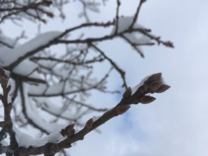 Zitat: Neujahrsvorsätze mit Sinn KnospeimSchnee 300x225 - Zitat: Neujahrsvorsätze mit Sinn