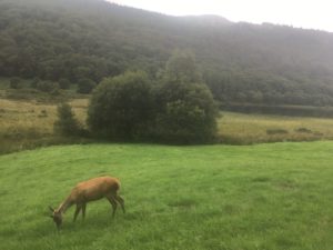 img 3551 300x225 - Glendalough: Besuch im Tal der zwei Seen - mit dem Käsehobel in Irland