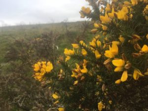 Dartmoorliebe, ein magischer Wald und Cream Tea - mit dem Käsehobel in England Dartmoor WistmansWood England2018 012 300x225 - Dartmoorliebe, ein magischer Wald und Cream Tea - mit dem Käsehobel in England