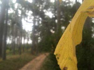 Herbstgedanken: Langsamkeitzeit Langsamkeitzeit 6 300x225 - Herbstgedanken: Langsamkeitzeit