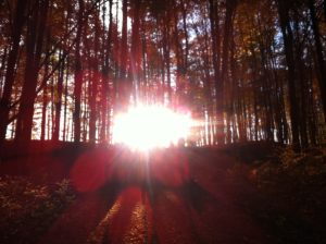 KKP Blog Herbstwald 1 300x224 - KKP Blog