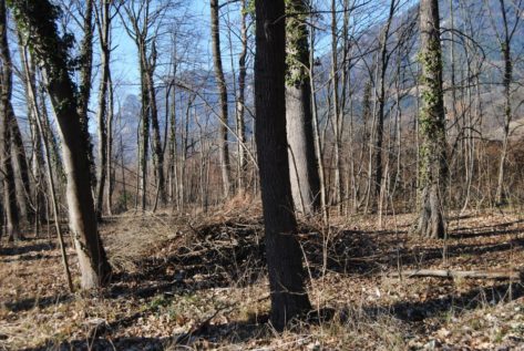 Dolmen Payerbach 022 473x317 - Der vergessene Dolmen von Payerbach