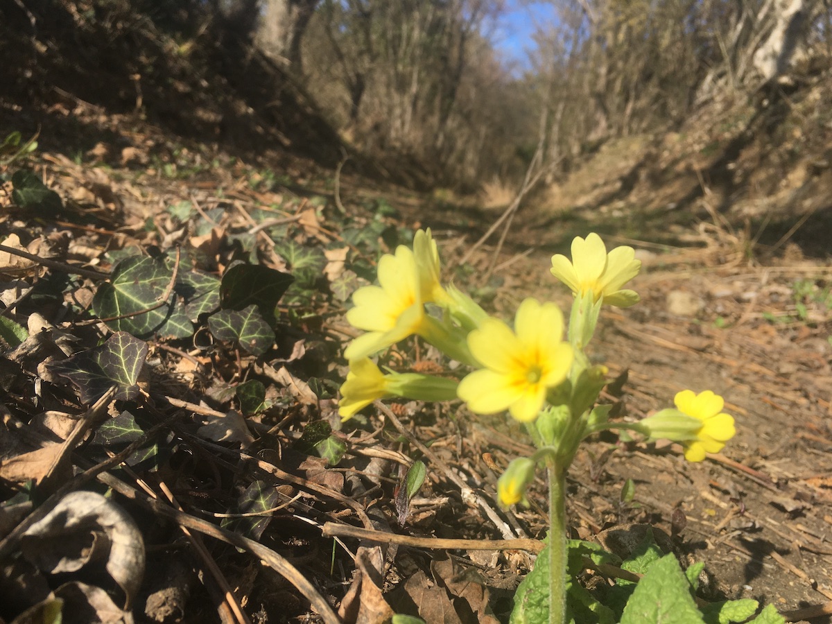 Wir sind Verein! Schluesselblume - Wir sind Verein!