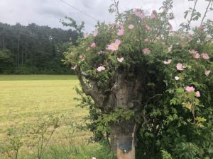 KKP Blog HeckenrosenHecke SM 300x225 - KKP Blog