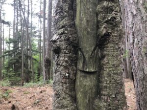 Dreistetten: Alter Pechbaum