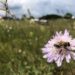 Earth Day: Liebe Mutter Erde ... Juni2021 002 75x75 - Earth Day: Liebe Mutter Erde ...