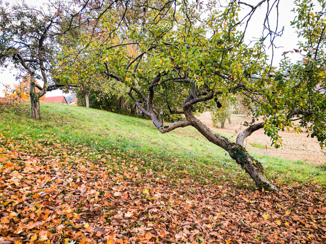 ApfelbaumStmk sm 1140x855 - Das überraschend junge keltische Baumhoroskop