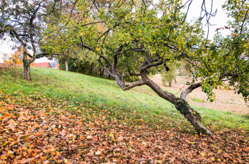 ApfelbaumStmk sm 500x330 - Das überraschend junge keltische Baumhoroskop